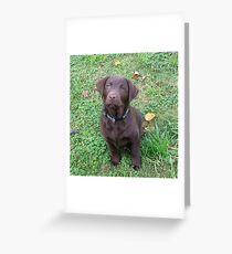 labrador retriever chocolate puppy Greeting Card