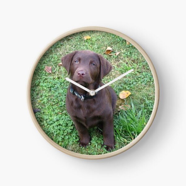 labrador retriever chocolate puppy Clock