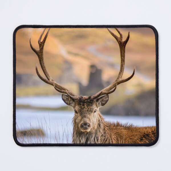 Item preview, Red Deer Stag near Ardvreck Castle. Assynt. Scotland. Portrait designed and sold by CEastwoodPhotos.