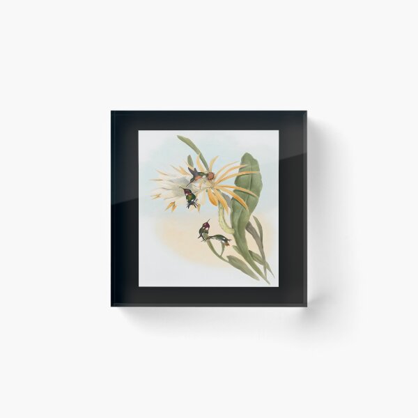 Item preview, Calothorax heliodori (1804–1902) by John Gould and Henry Constantine Richter Classic 		 designed and sold by acqxdmfvw77.