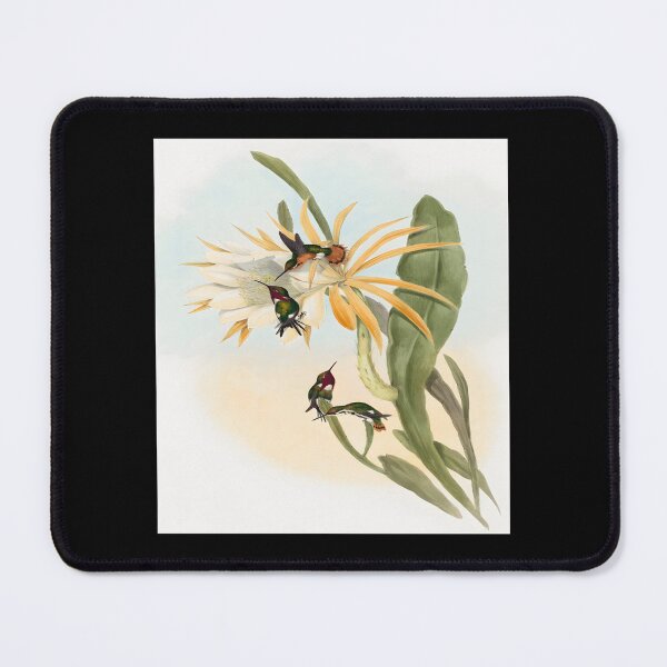Item preview, Calothorax heliodori (1804–1902) by John Gould and Henry Constantine Richter Classic 		 designed and sold by acqxdmfvw77.