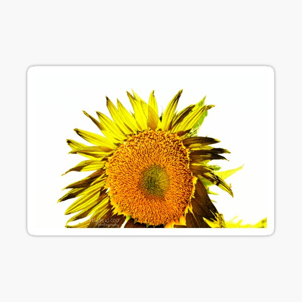 Sunflower Summer Day Sticker