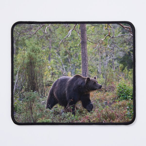 Item preview, Sniff. Brown bear 2025 designed and sold by Jouko Lehto Photography.