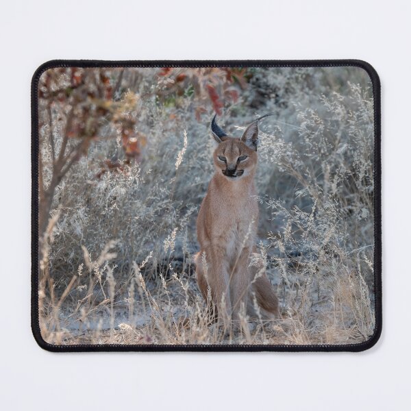Item preview, Elusive Shadow – Rare Glimpse of a Caracal designed and sold by DavideAntoniani.