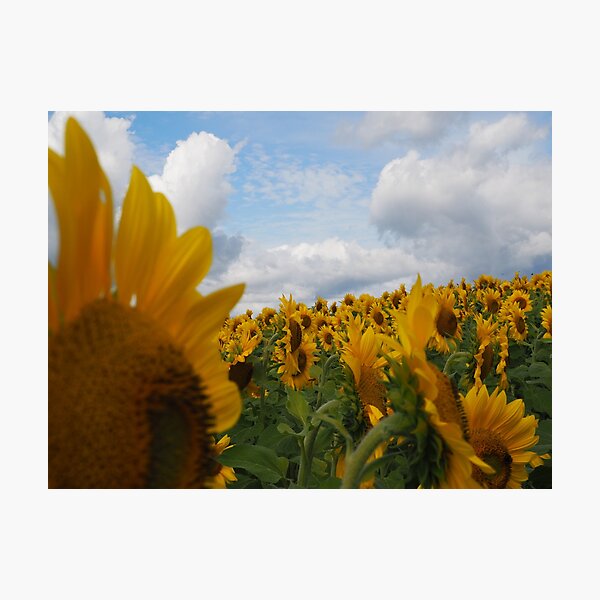 Sunflower Garden Photographic Print