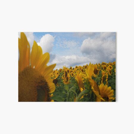 Sunflower Garden Art Board Print