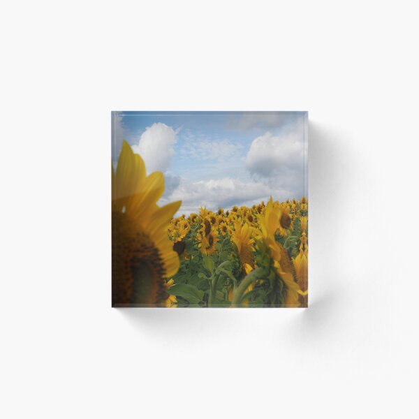 Sunflower Garden Acrylic Block