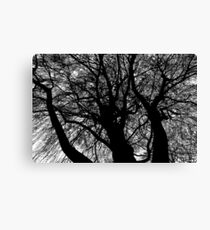spectra Canvas Print