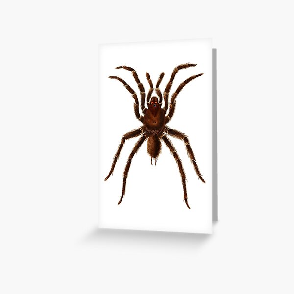 Mygale Greeting Cards Redbubble