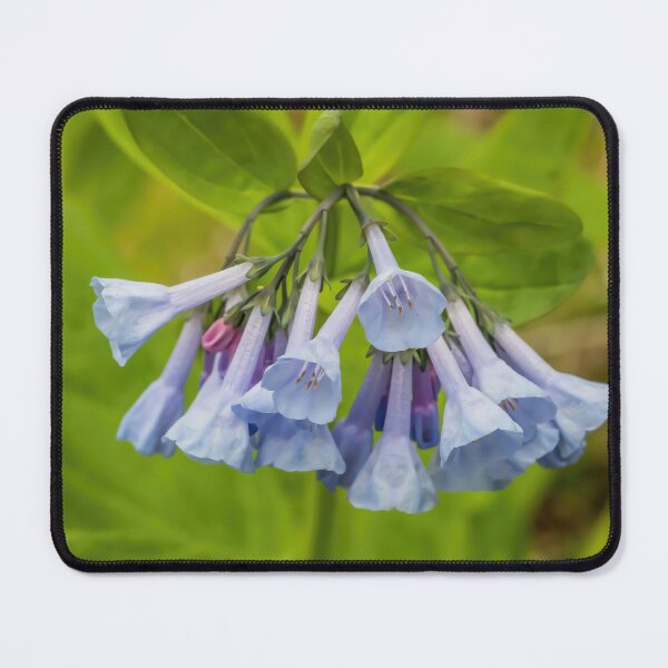 Item preview, Virginia Bluebells, Mertensia Virginica, a Native Wildflower, Sky-blue designed and sold by LINDA MCKUSICK.