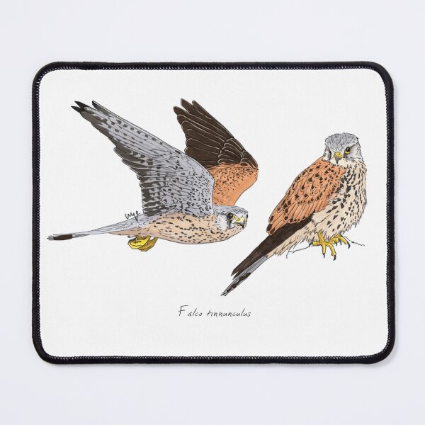 Item preview, Common Kestrel designed and sold by Luzeilustración.