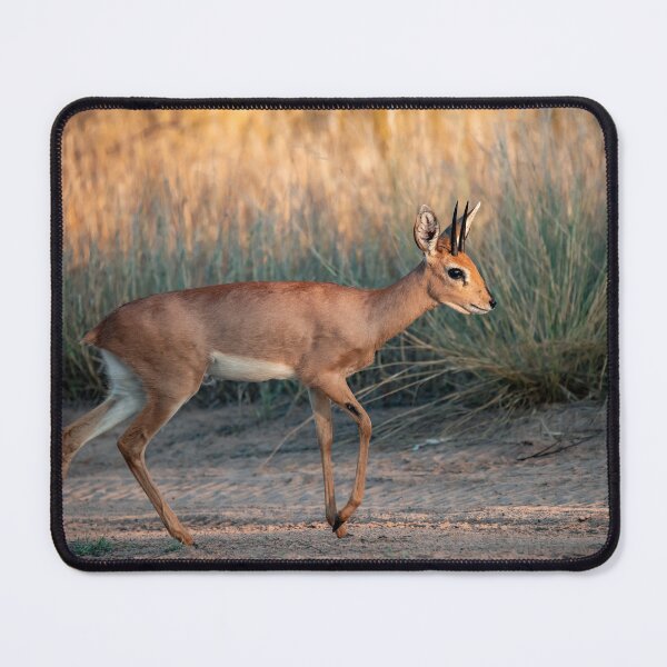 Item preview, Steenbok Walking Gracefully in the Savannah Light designed and sold by DavideAntoniani.