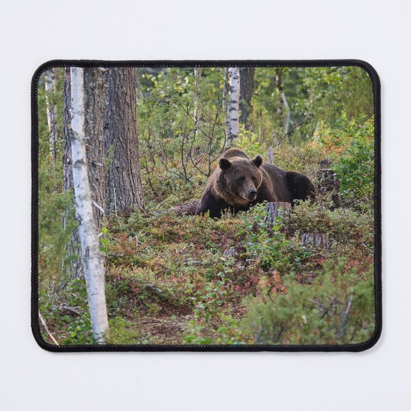 Item preview, Are there more berries. Brown bear 2025 designed and sold by Jouko Lehto Photography.
