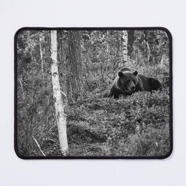 Item preview, Are there more berries. Brown bear 2025 bw designed and sold by Jouko Lehto Photography.