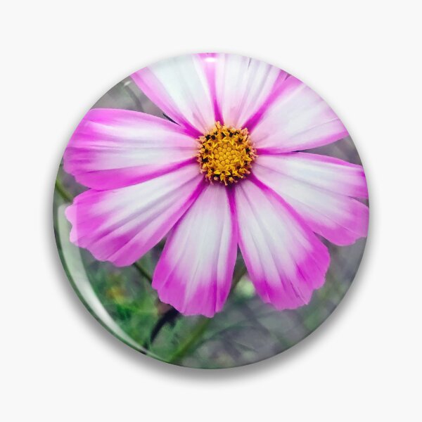 Item preview, Pink and White Cosmos Flower Head designed and sold by Maria Dryfhout.