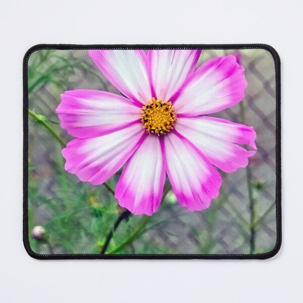 Item preview, Pink and White Cosmos Flower Head designed and sold by Maria Dryfhout.