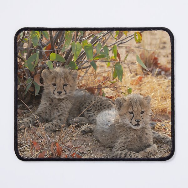 Item preview, Cheetah Cubs at Rest – Tender Moment in the African Bush designed and sold by DavideAntoniani.