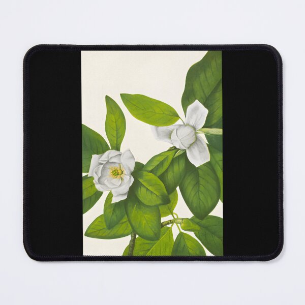 Item preview, Sweetbay Magnolia - Botanical Illustration Classic designed and sold by gooongxqn14.