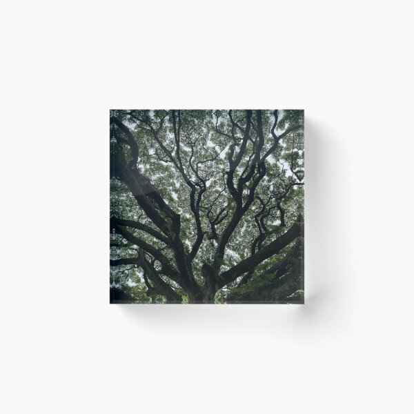 Item preview, Ancient Tree Canopy designed and sold by TrisaThyme.