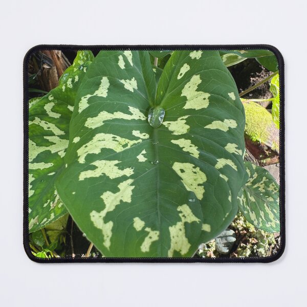 Item preview, Taro Leaf in Sunlight designed and sold by TrisaThyme.