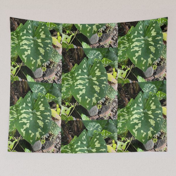 Item preview, Taro Leaf in Sunlight designed and sold by TrisaThyme.