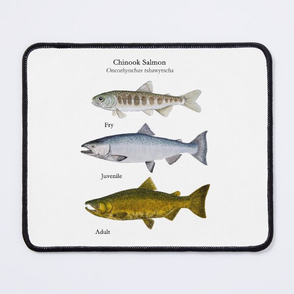 Item preview, Chinnok Salmon Life Stages Paintings  designed and sold by Stephen Emms.