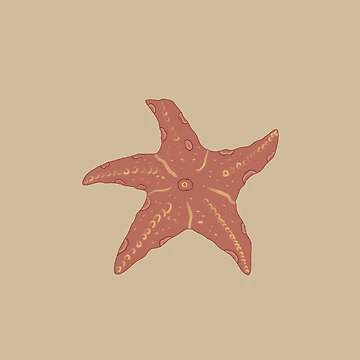 Artwork thumbnail, Starfish by Yooashop