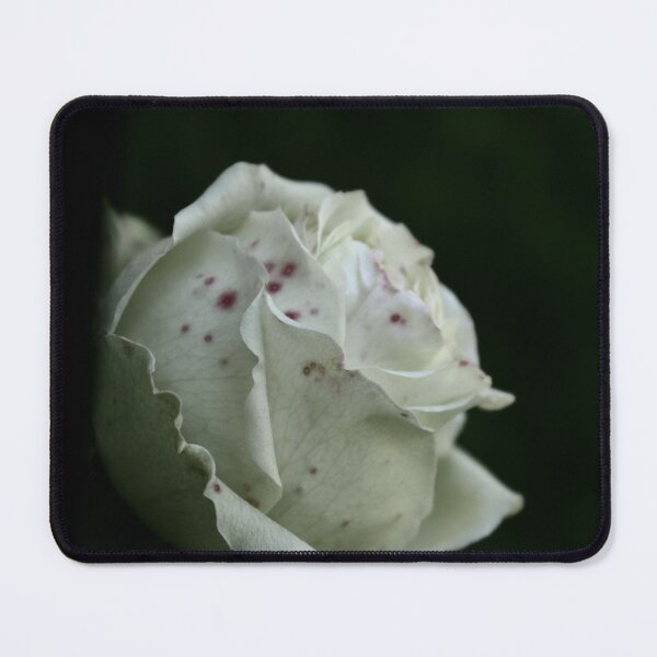 Item preview, white rose designed and sold by DryPotato.