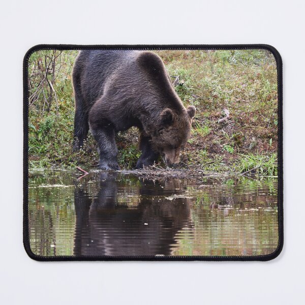 Item preview, Helo handsome. Brown bear 2025 designed and sold by Jouko Lehto Photography.