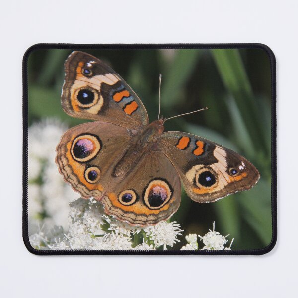 Item preview, Buckeye Butterfly designed and sold by Alice Kahn.