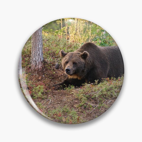 Item preview, Moment of rest. Brown bear 2025 designed and sold by Jouko Lehto Photography.