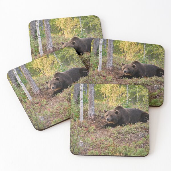 Item preview, Moment of rest. Brown bear 2025 designed and sold by Jouko Lehto Photography.