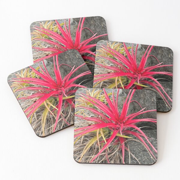 Item preview, Red Bromeliad Against Stone designed and sold by TrisaThyme.