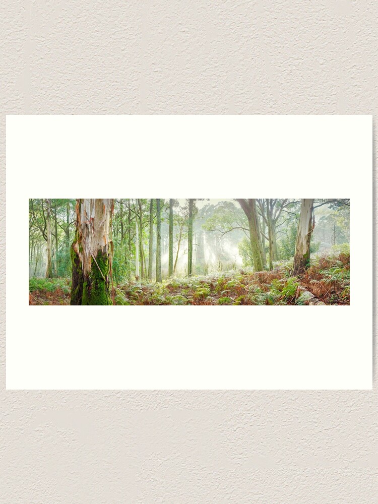 Thumbnail 1 of 3, Art Print, Woodland Morning, Mt Macedon, Victoria, Australia designed and sold by Chockstone.