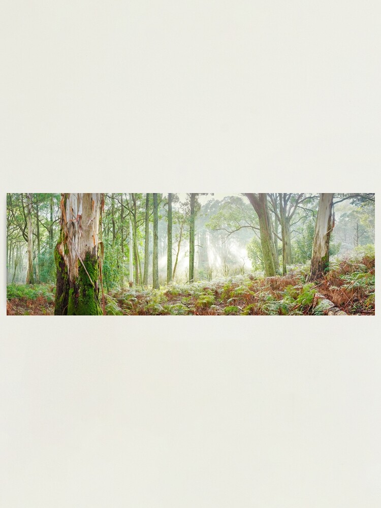 Thumbnail 1 of 3, Photographic Print, Woodland Morning, Mt Macedon, Victoria, Australia designed and sold by Chockstone.
