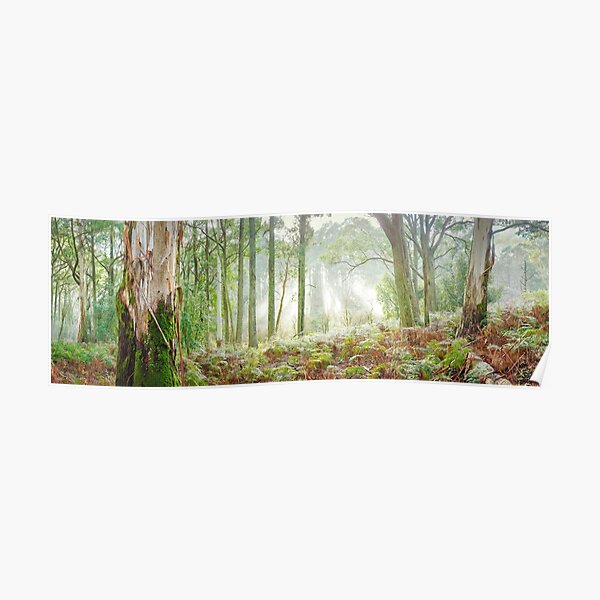 Woodland Morning, Mt Macedon, Victoria, Australia Poster