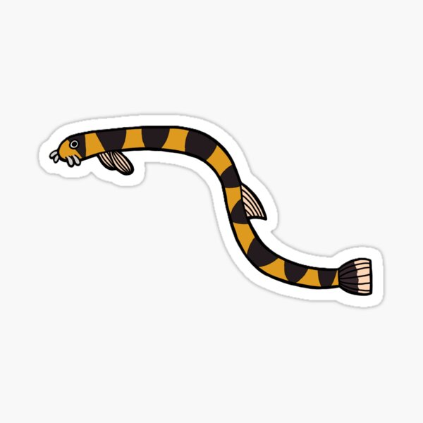Kuhli Loach Sticker