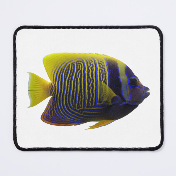 Item preview, Emperor Angelfish: The Underwater Majesty designed and sold by KnlDsgn.