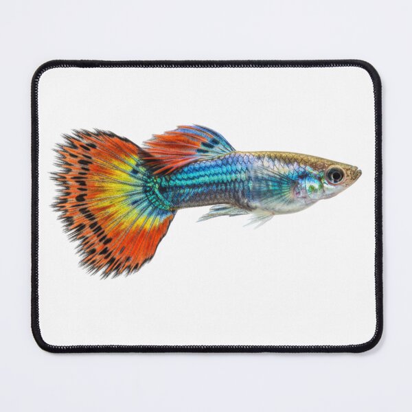 Item preview, Guppy: Colorful tail designed and sold by KnlDsgn.