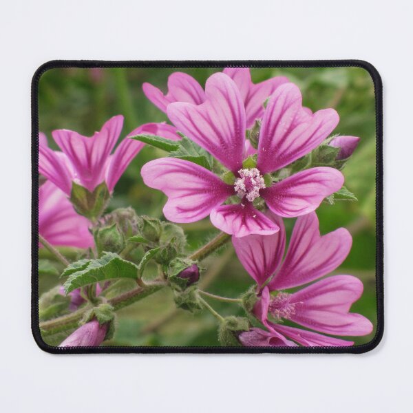 Item preview, Close-Up Of Pink Malva Flowers In A Lush Green Garden Blooming Beauty designed and sold by Nmallia.