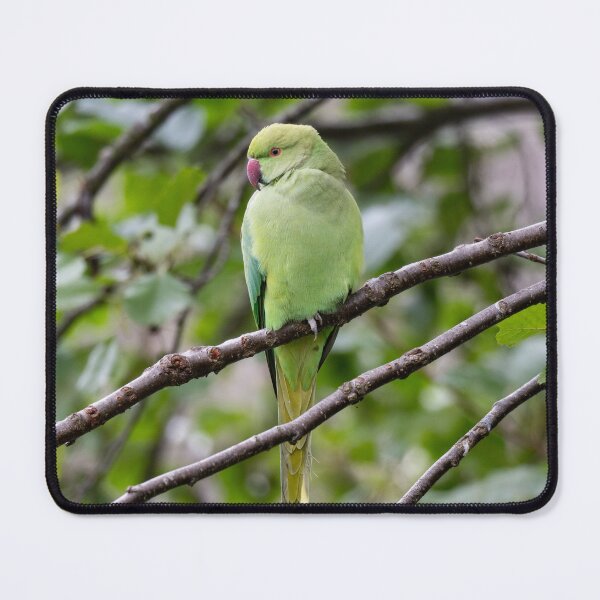 Item preview, Parakeet sitting in a tree.  designed and sold by fellbaum-art.