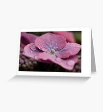 Lace Cap Hydrangea Greeting Card