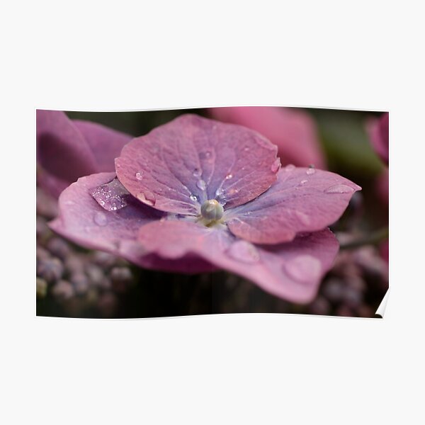 Lace Cap Hydrangea Poster