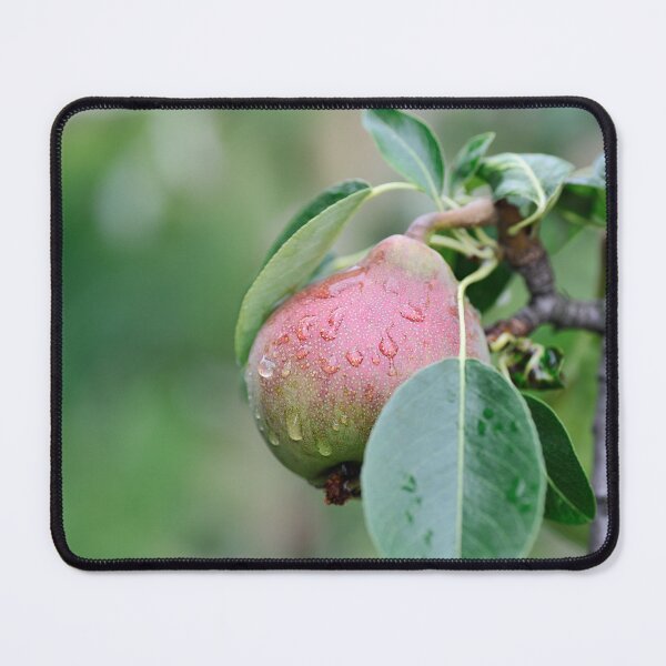 Item preview, Pear with Raindrops on Tree Branch designed and sold by printempstg.