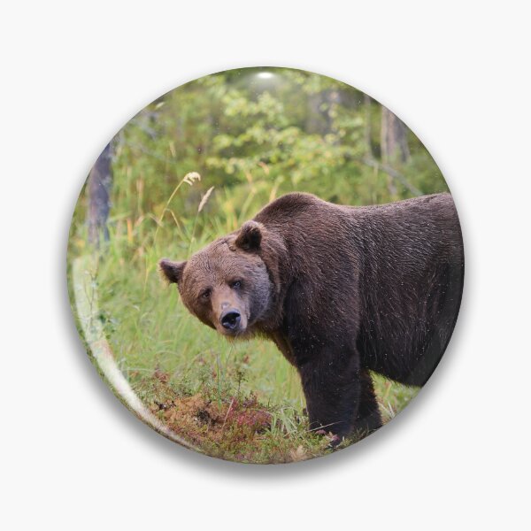 Item preview, Sideways. Brown bear 2025 designed and sold by Jouko Lehto Photography.