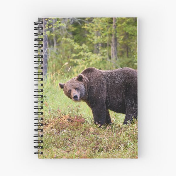 Item preview, Sideways. Brown bear 2025 designed and sold by Jouko Lehto Photography.