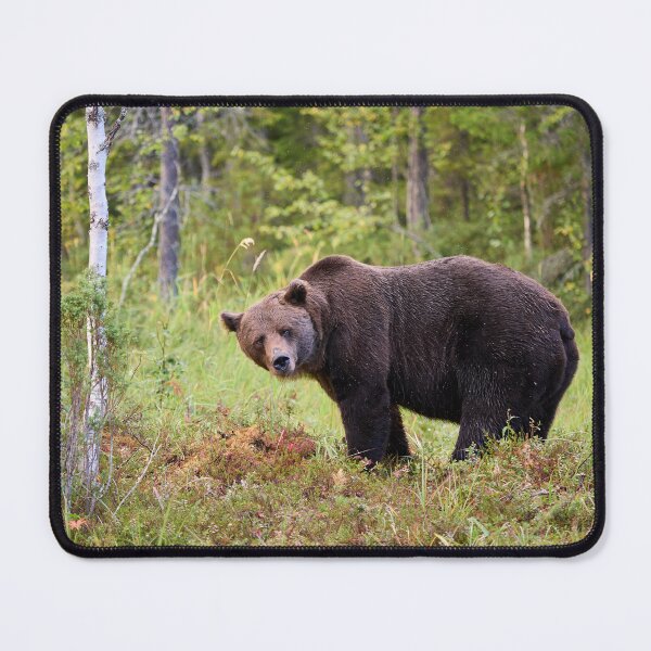 Item preview, Sideways. Brown bear 2025 designed and sold by Jouko Lehto Photography.