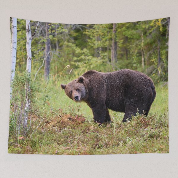 Item preview, Sideways. Brown bear 2025 designed and sold by Jouko Lehto Photography.