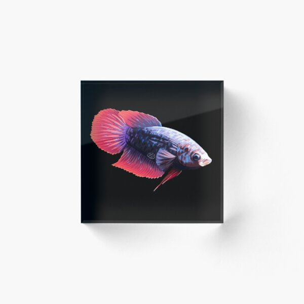 Item preview, Betta cola de velo morado hembra designed and sold by FallingRainx.
