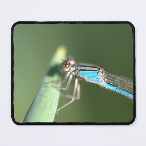 Item preview, Dragonfly (Blue Damseslfly) Perched on Onion Leaf Closeup designed and sold by Petalgrain.